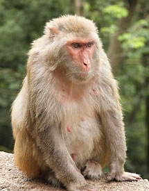 Macaco Rhesus