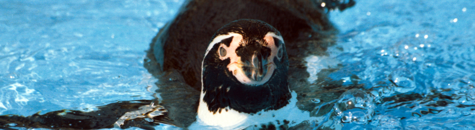 Pinguino De Humboldt