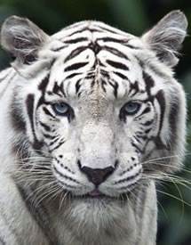 Tigre De Bengala
