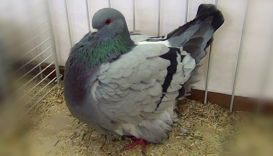 Mondai pigeon
