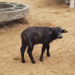 MUNICIPALIDAD DE LIMA PRESENTA CRÍAS DE BÚFALOS EN EL PARQUE DE LAS LEYENDAS