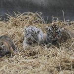 TRES NUEVAS TIGRESAS EN EL PARQUE DE LAS LEYENDAS