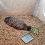 NACEN CRIAS DE EMÚS EN EL PARQUE DE LAS LEYENDAS