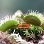 Exhibición de plantas carnívoras del 27 al 29 de noviembre en el frontis del Jardín Botánico