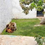 Día Internacional para la Protección de los Osos
