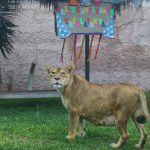 Cumpleaños de la leona Chiclayanita
