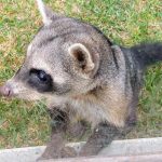 CONOCE A RIGBY, EL MAPACHE SUDAMERICANO RESCATADO EN LA SELVA QUE AHORA DISFRUTA DE UN NUEVO HOGAR
