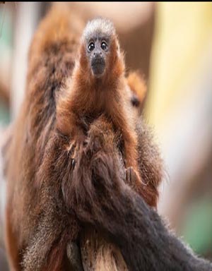 30 tipos de monos - Nombres y FOTOS