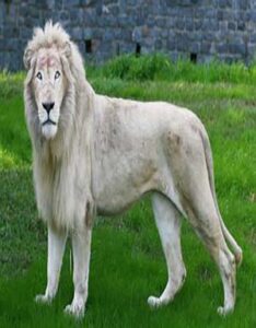 León blanco
