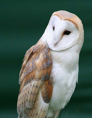 Lechuza de Campanario (Tyto alba), Lima, Perú