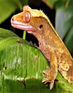 Gecko crestado