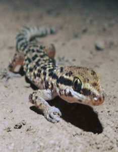 Gecko de las huacas