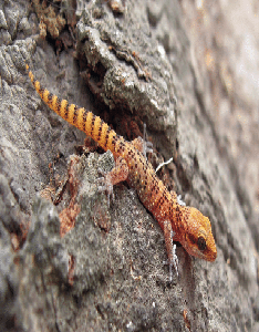 Gecko de Lima